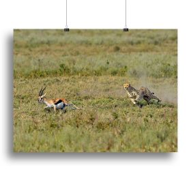 Cheetah Hunting Canvas Print or Poster (Type: Poster Print, size: 32" x 24" / 80cm x 60cm (approx))